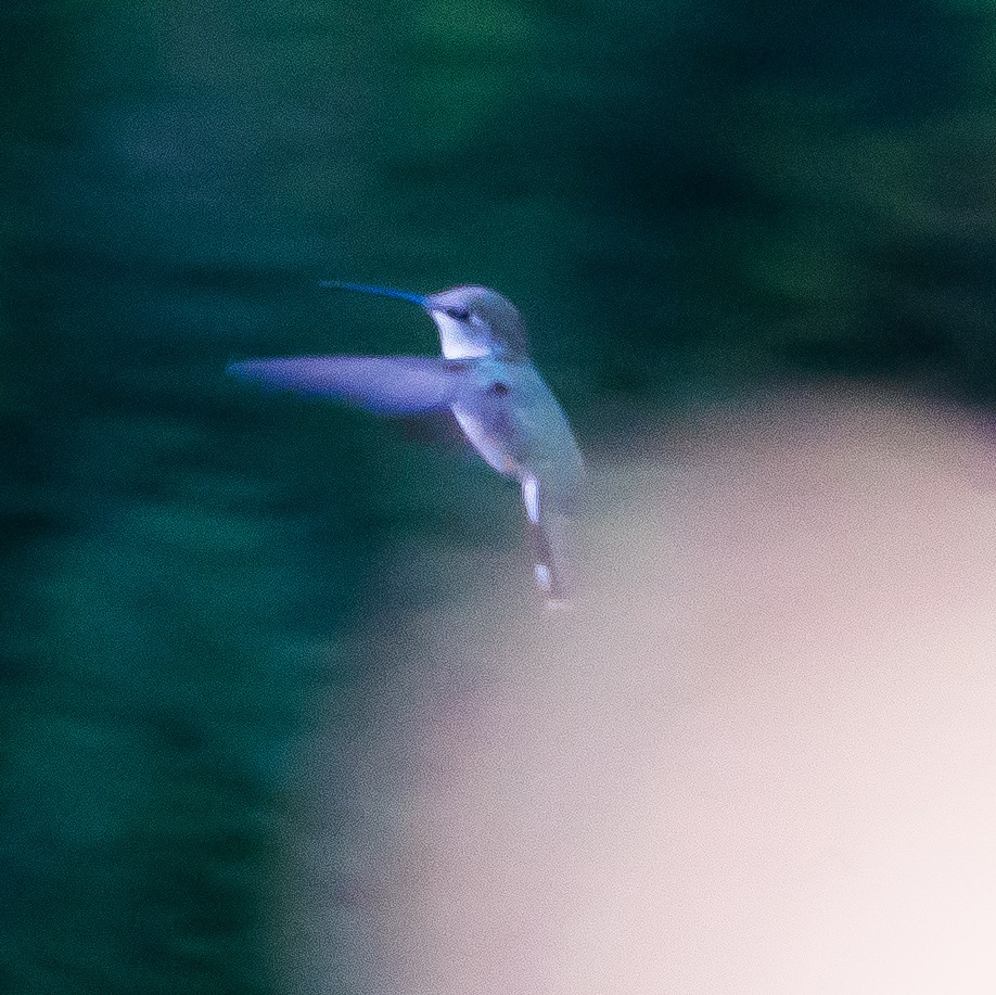 Black-chinned Hummingbird - ML620135428