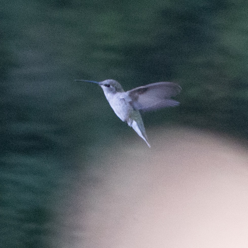 Black-chinned Hummingbird - John Ter Louw