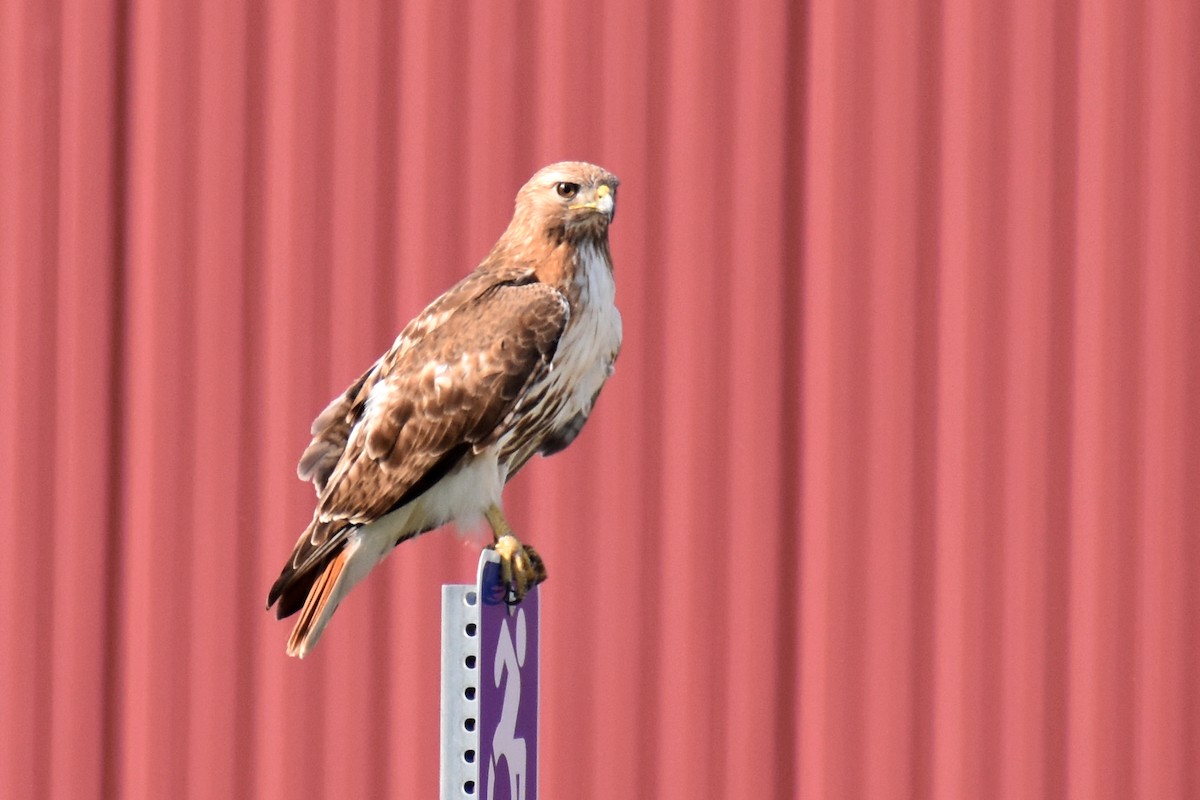 Red-tailed Hawk - ML620135433