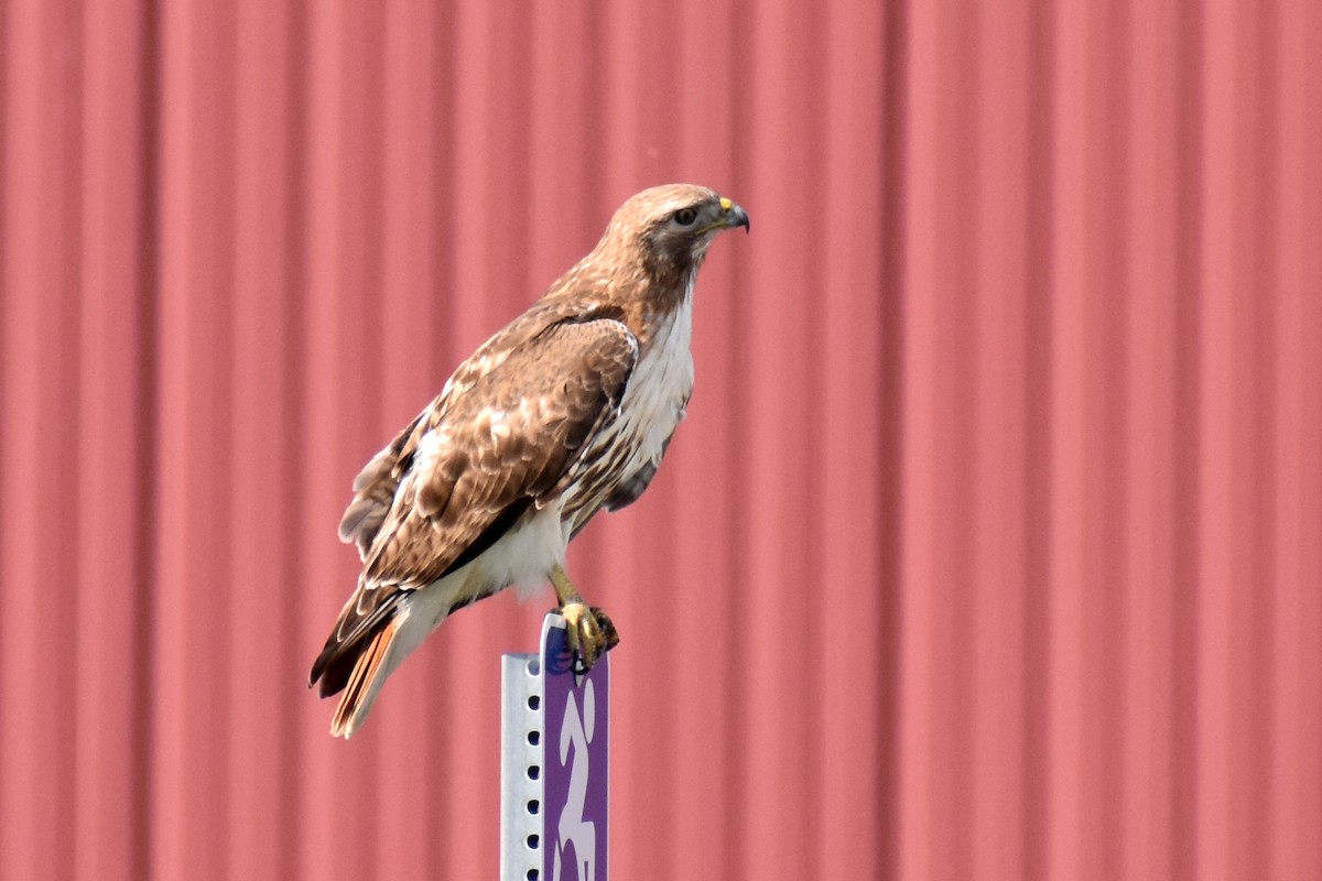 Red-tailed Hawk - ML620135434