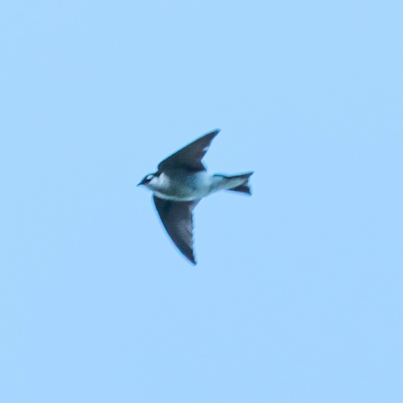 Violet-green Swallow - ML620135449