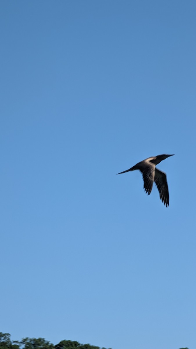 Brown Booby - ML620135450