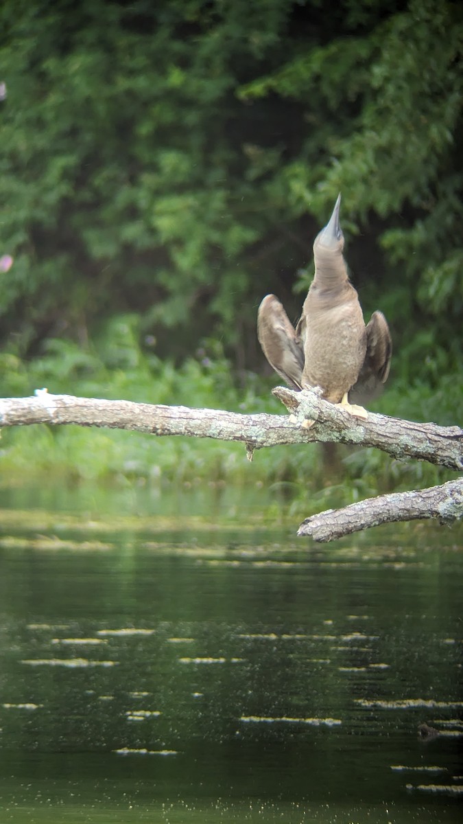 Brown Booby - ML620135451