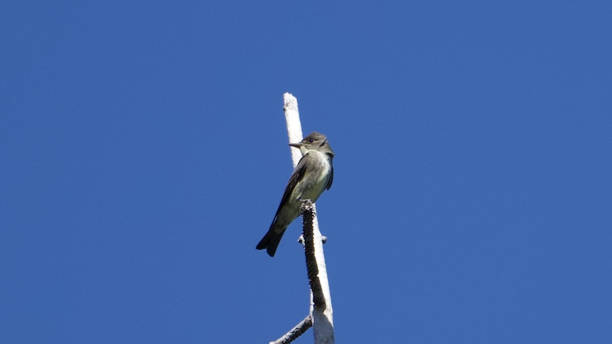 Olive-sided Flycatcher - ML620135452