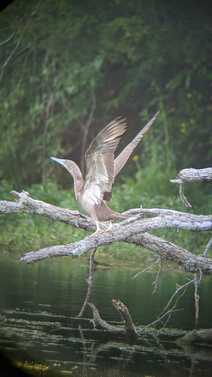 Brown Booby - ML620135457