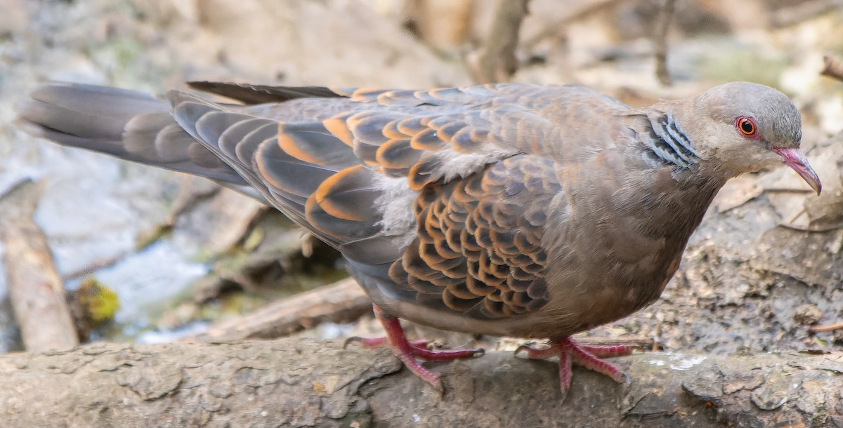 Oriental Turtle-Dove - ML620135465