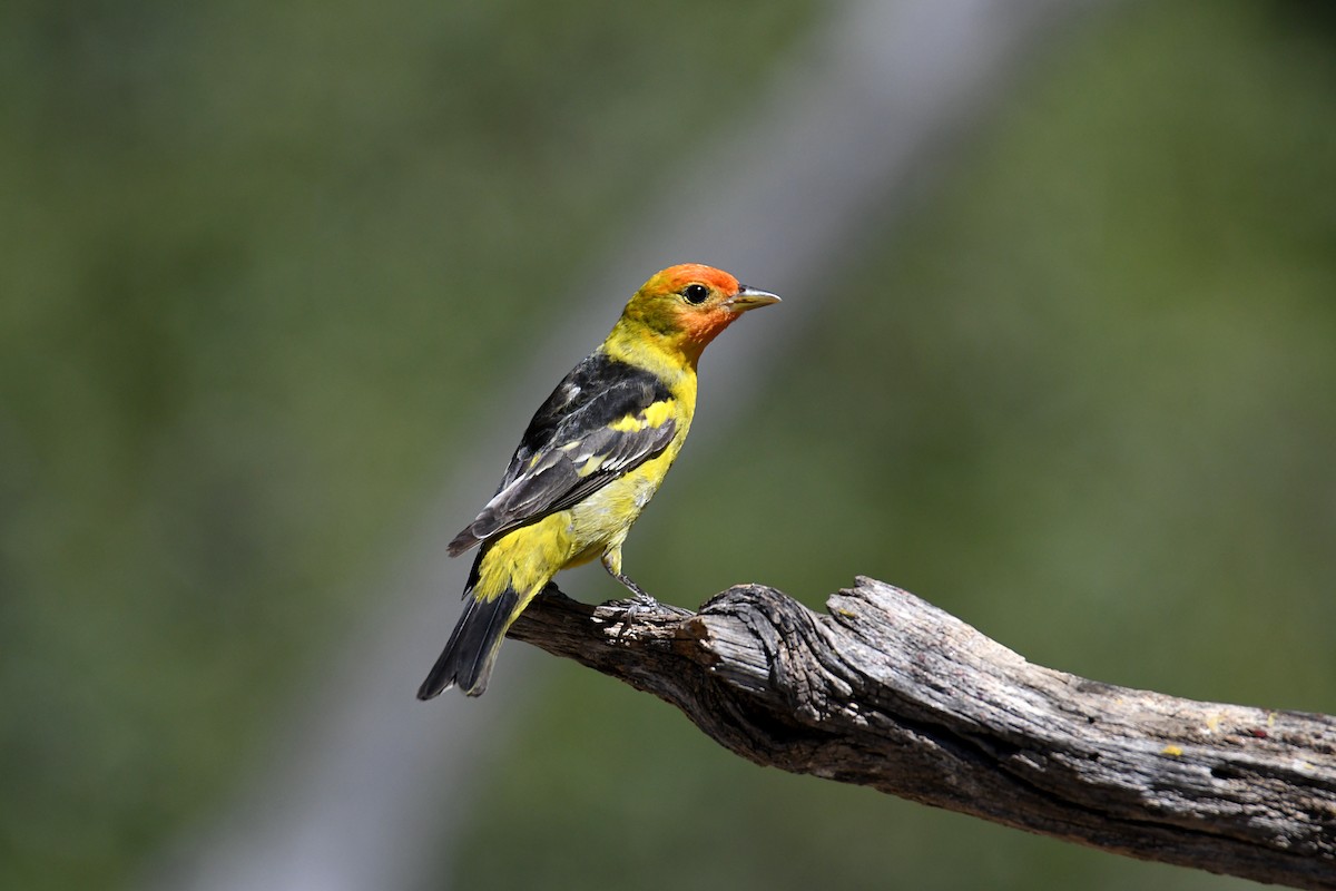 Western Tanager - ML620135472