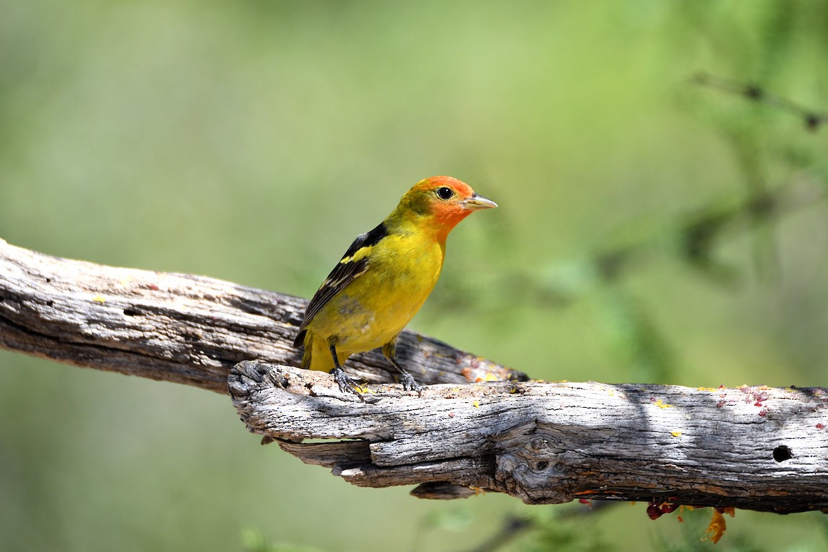 Western Tanager - ML620135473