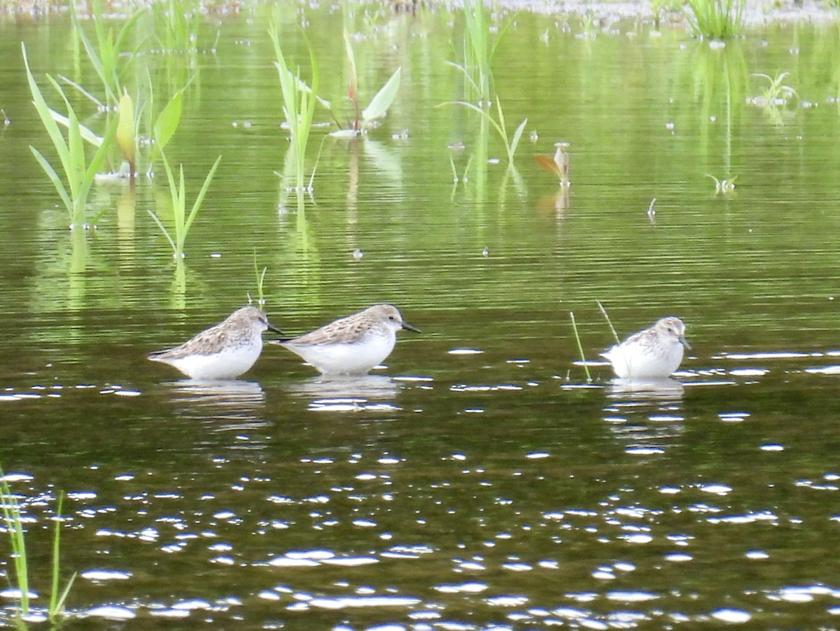 Semipalmated Sandpiper - ML620135475