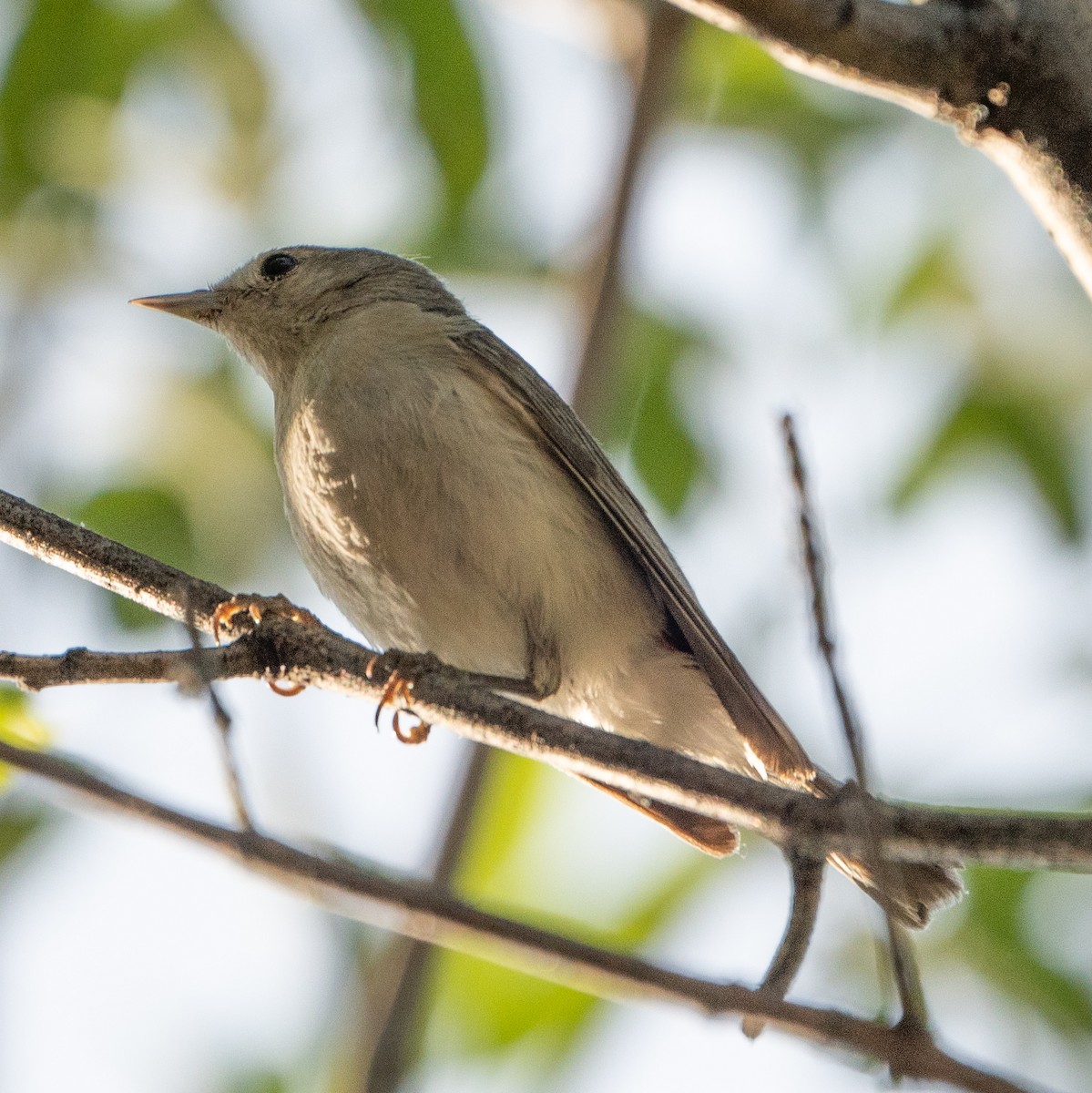 Lucy's Warbler - ML620135476