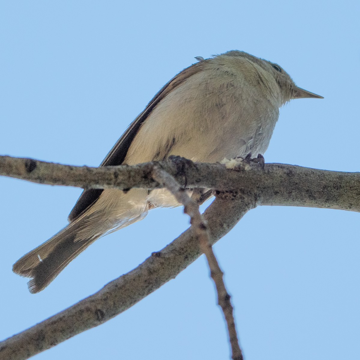 Lucy's Warbler - ML620135477