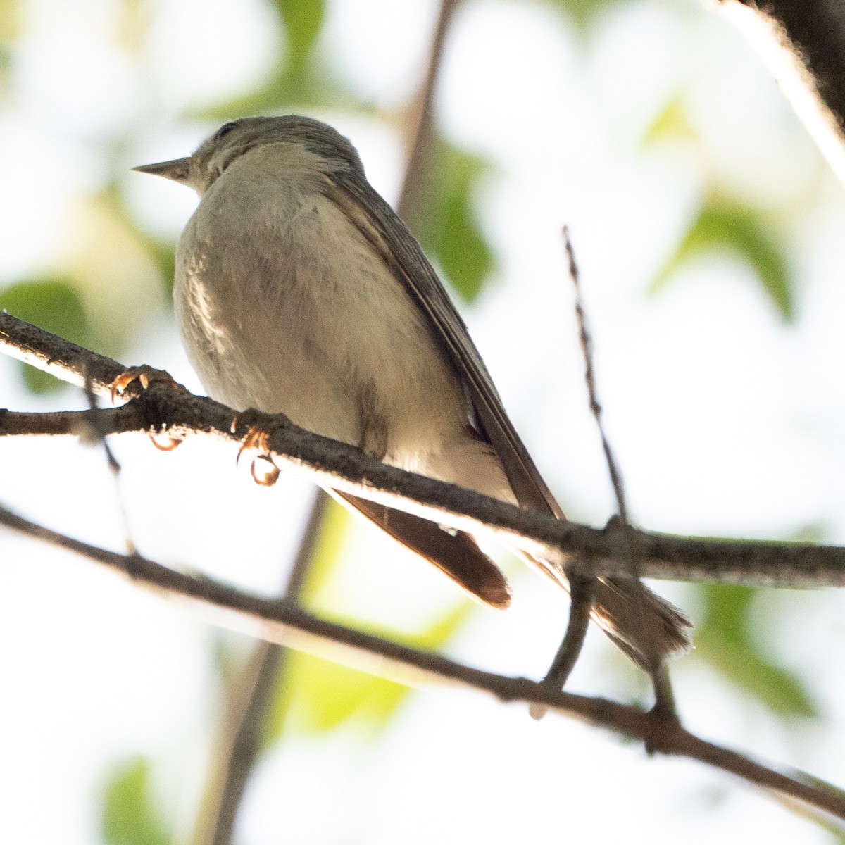 Lucy's Warbler - ML620135478