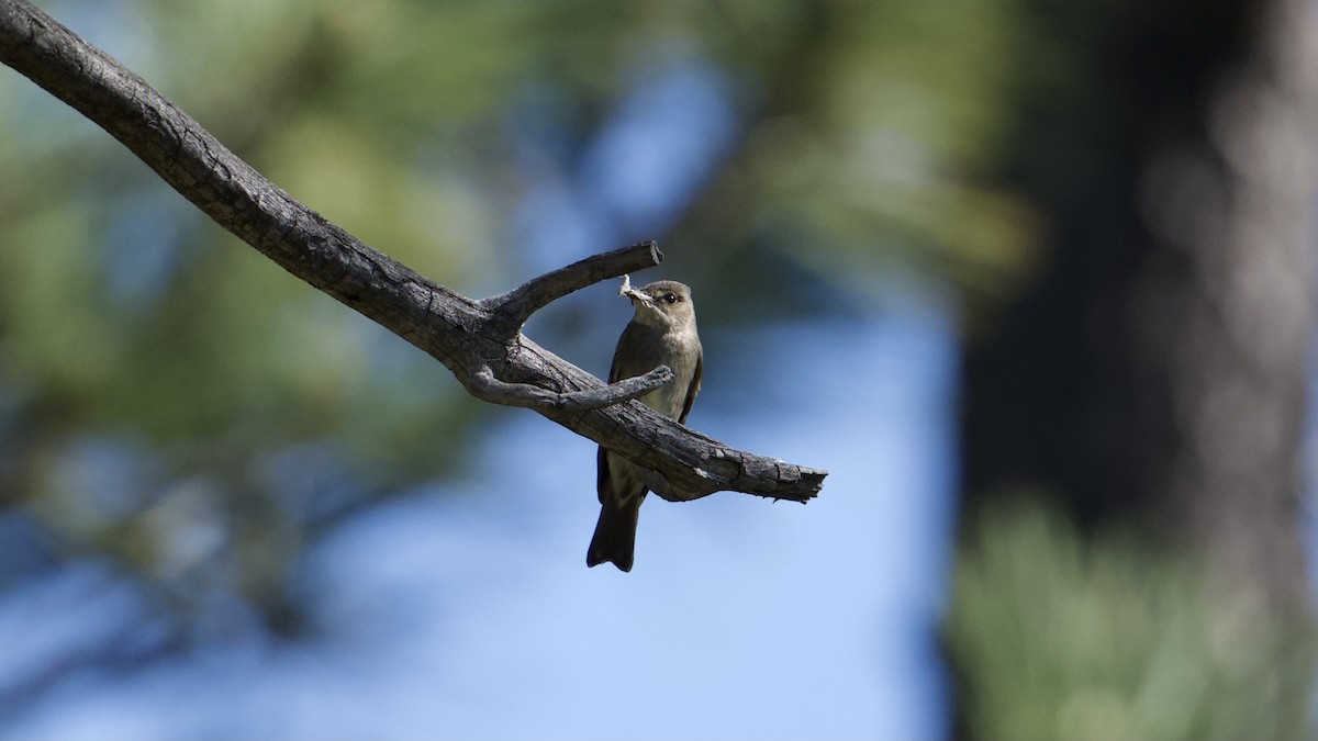 Western Wood-Pewee - David Theobald