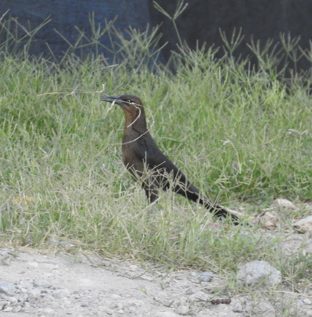 Great-tailed Grackle - ML620135490