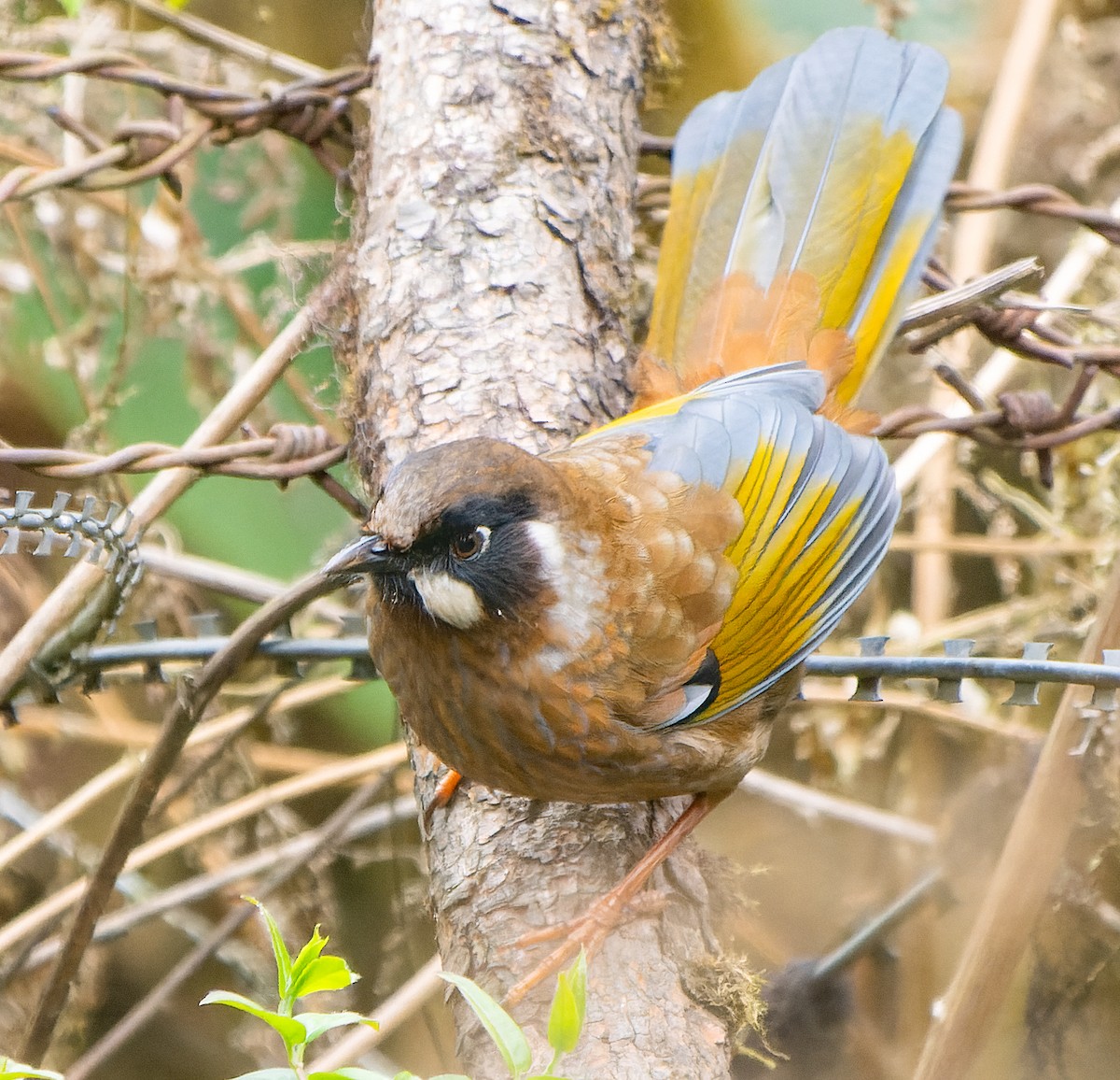 Black-faced Laughingthrush - ML620135491