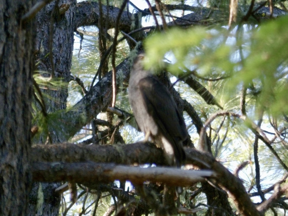 American Goshawk - ML620135506