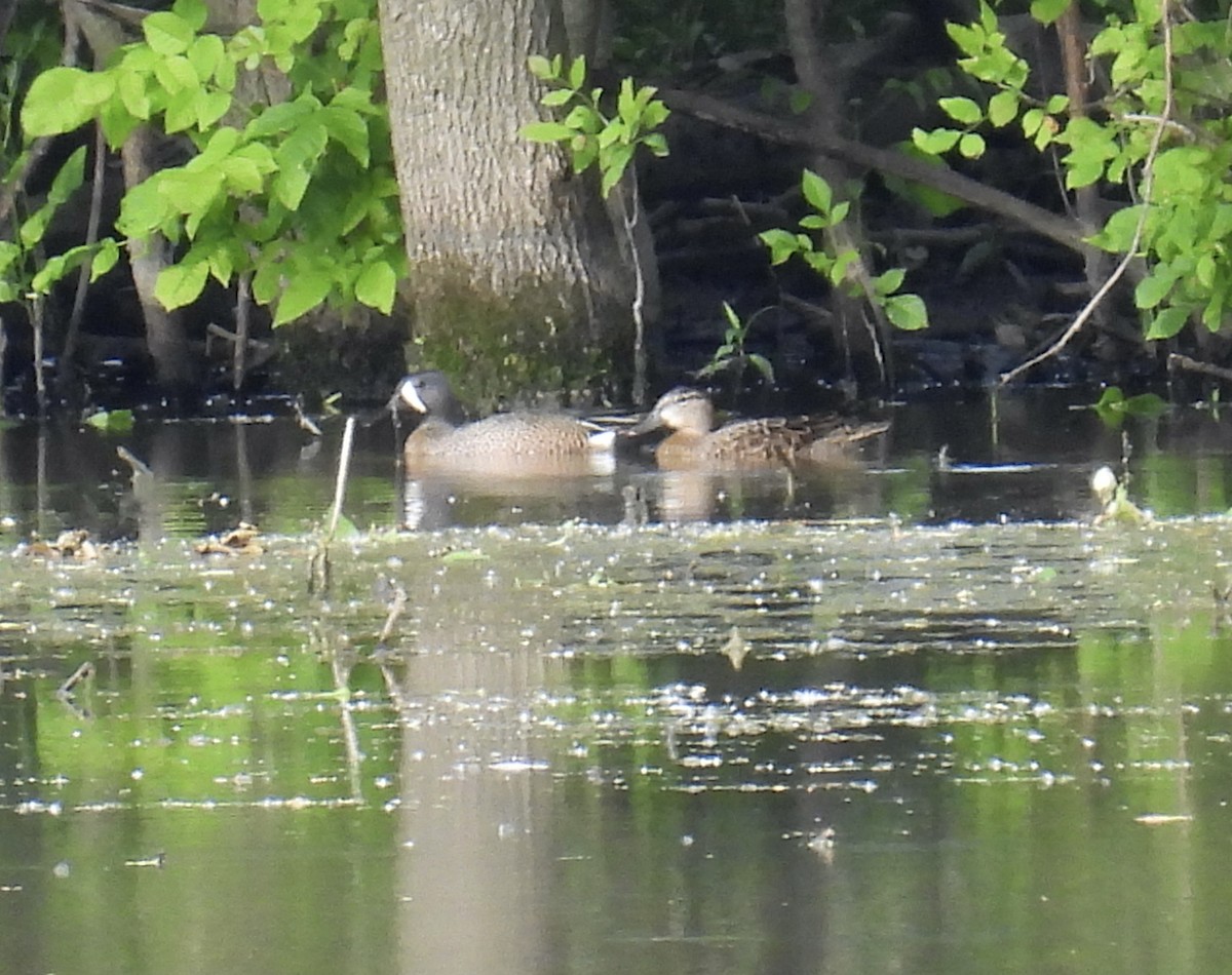 Blue-winged Teal - ML620135510