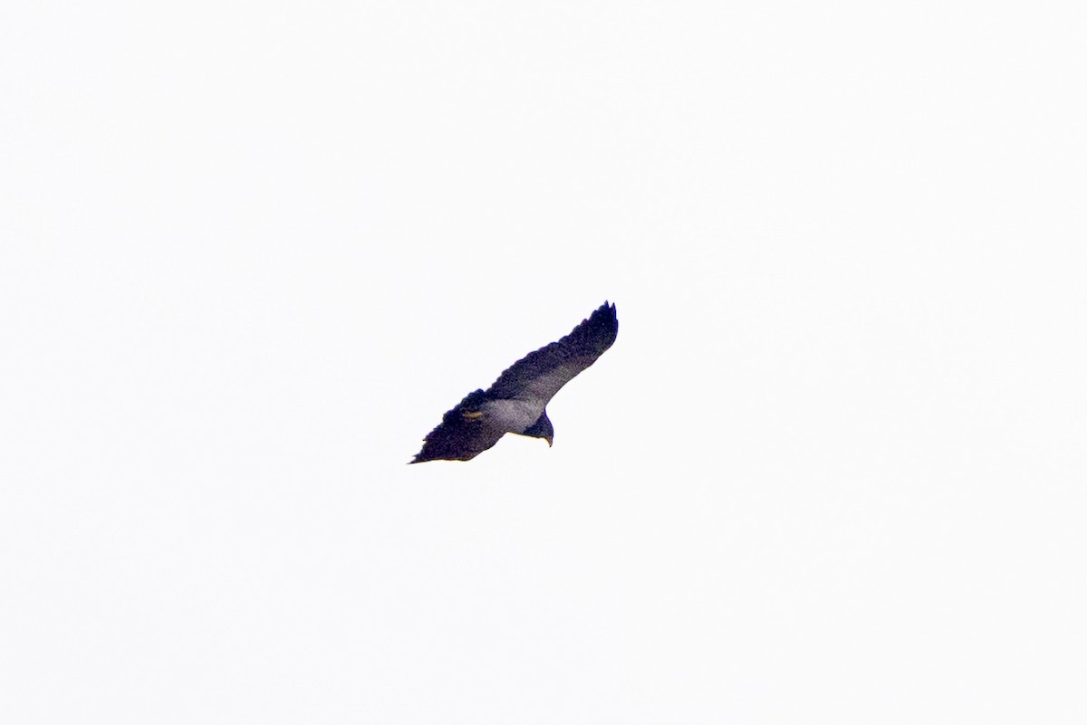 Black-chested Buzzard-Eagle - ML620135511