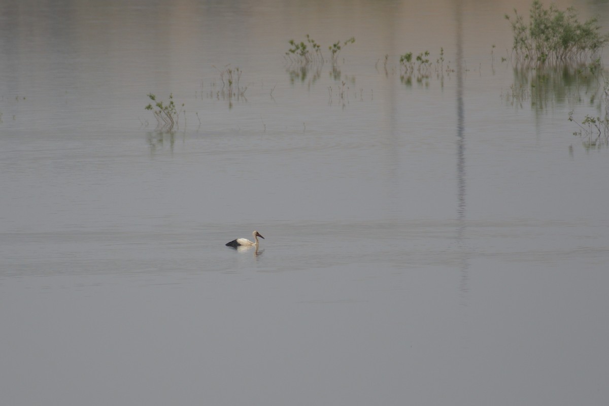 White Stork - ML620135513