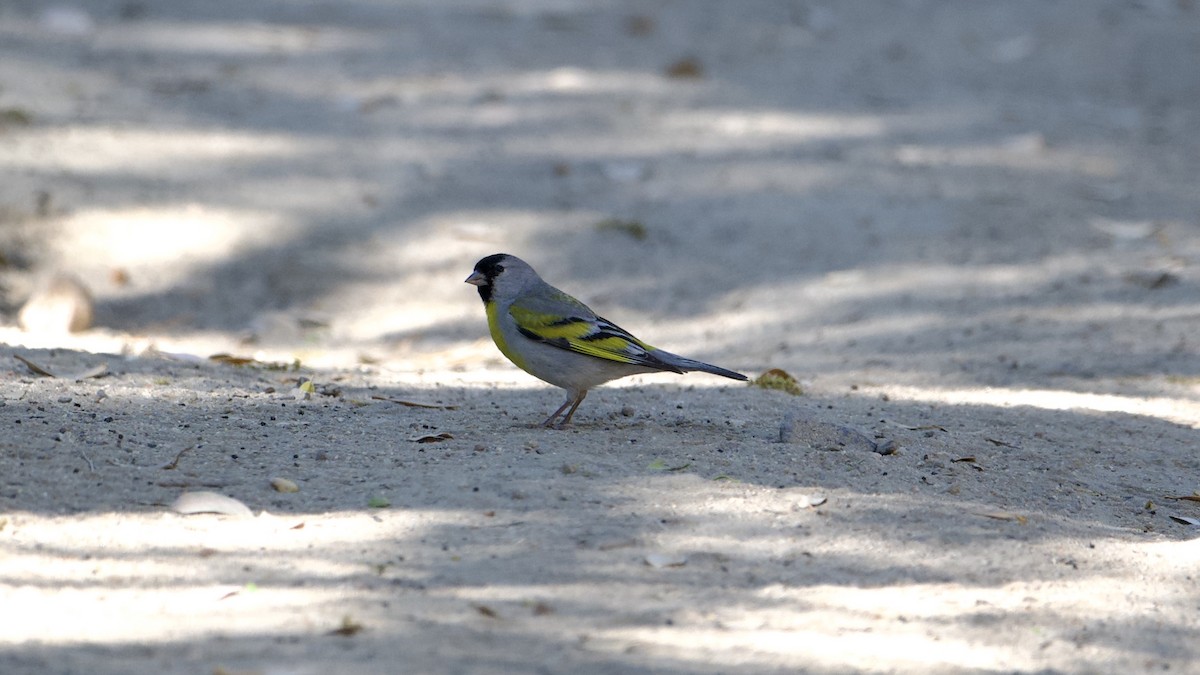 Lawrence's Goldfinch - ML620135515