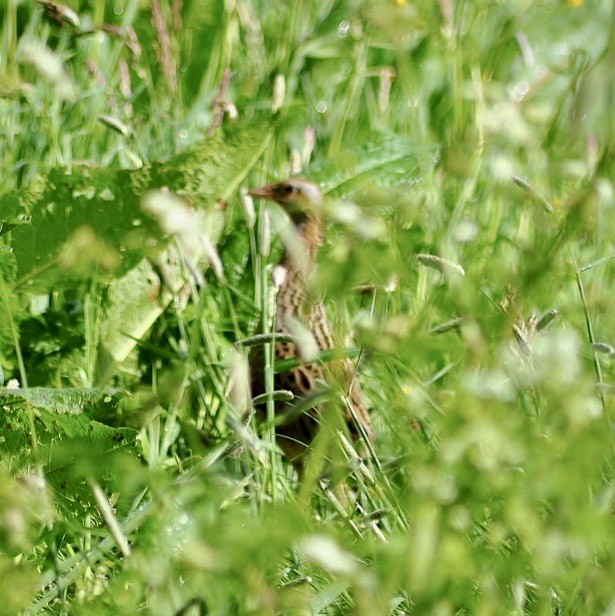 Corn Crake - ML620135530