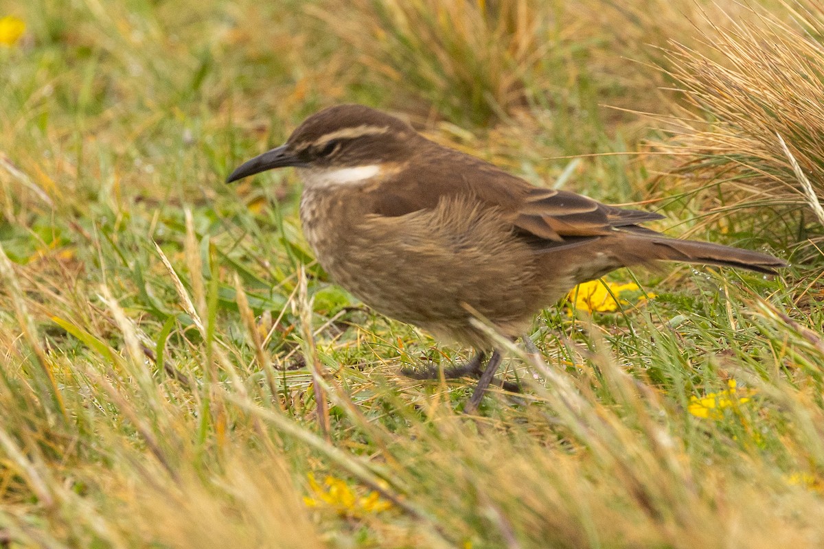 Cinclode du paramo - ML620135531