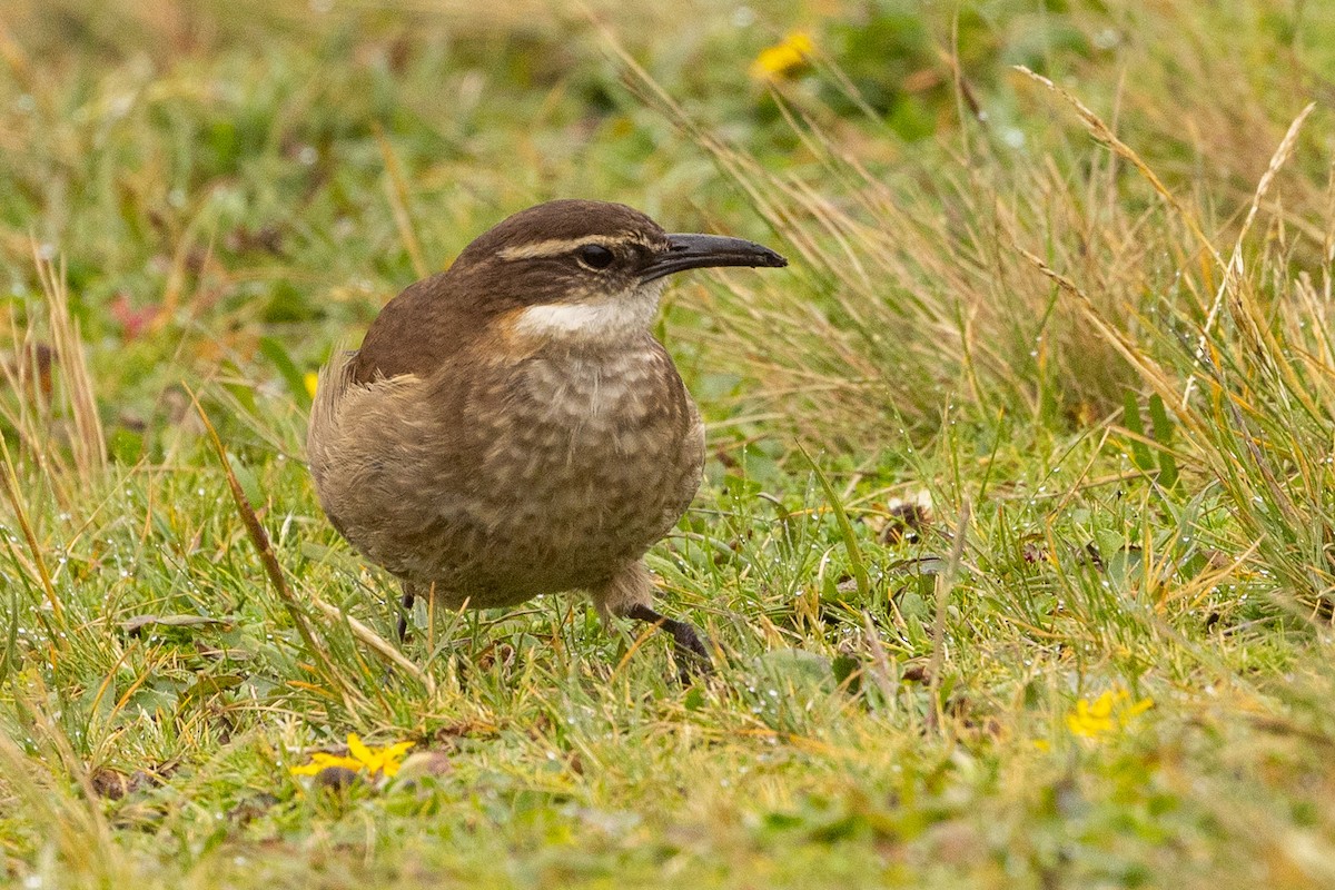 Cinclode du paramo - ML620135532