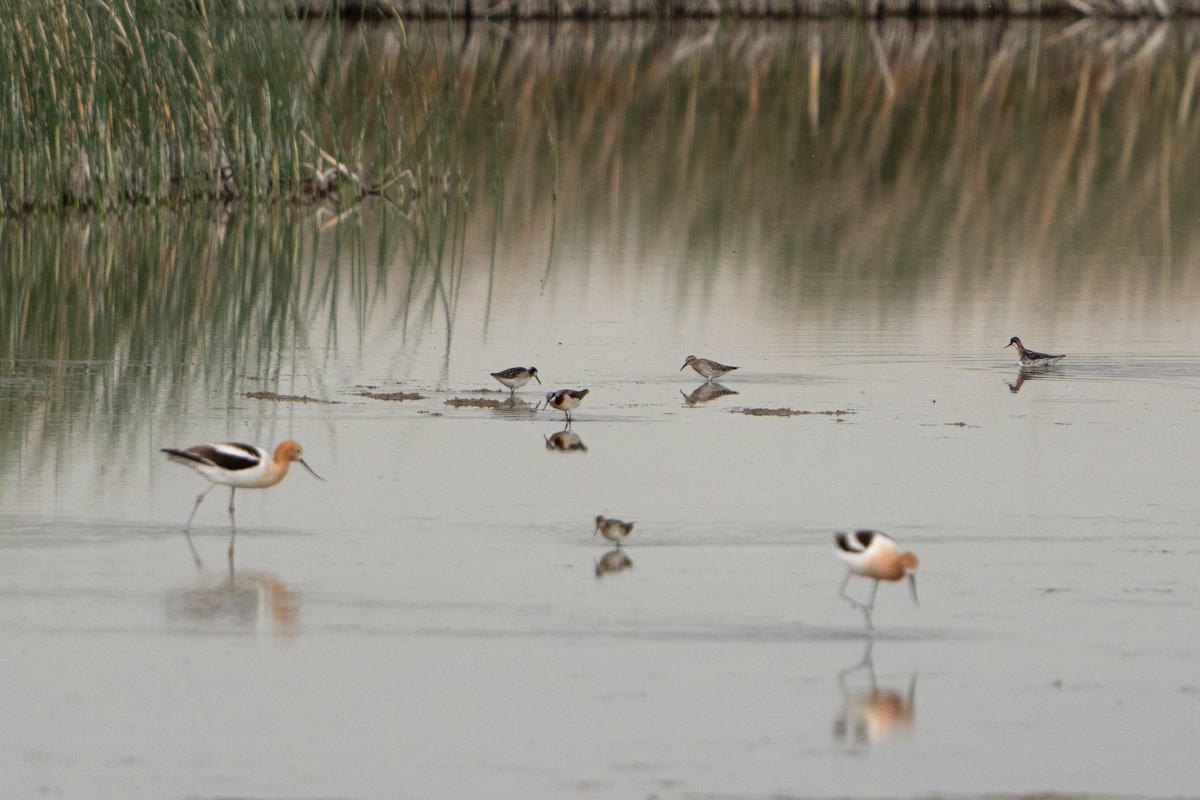 White-rumped Sandpiper - ML620135537