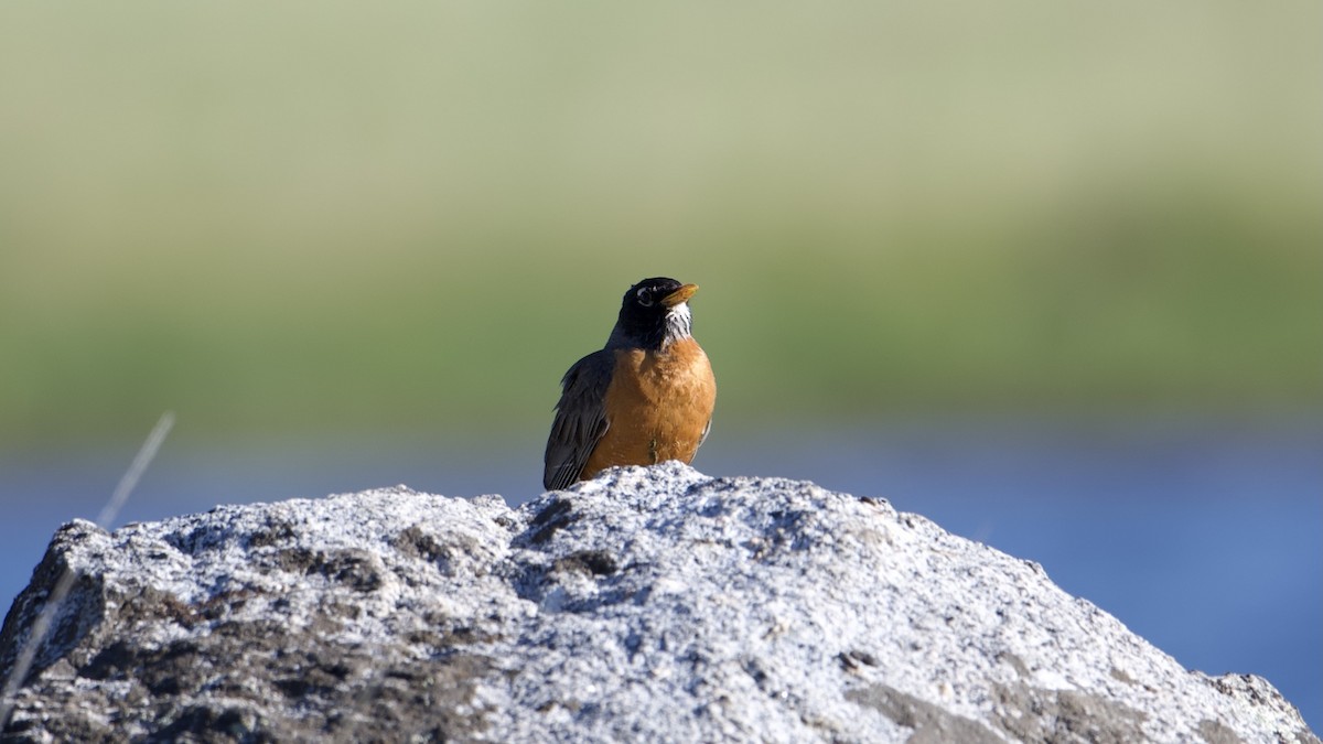 American Robin - ML620135571