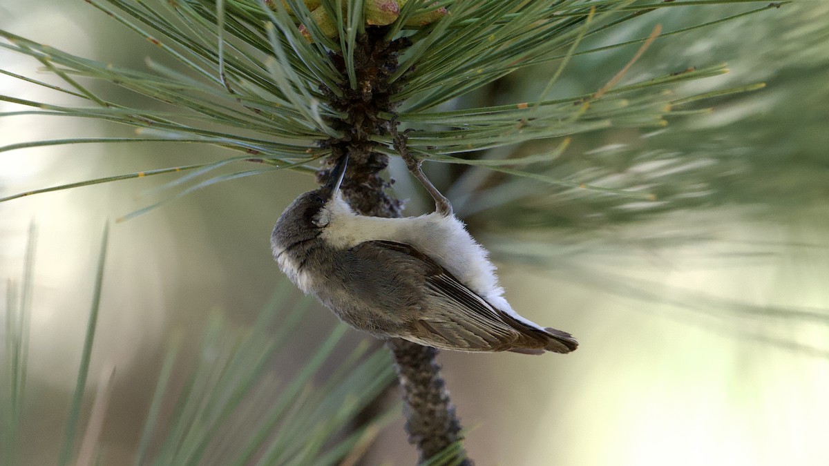 Pygmy Nuthatch - ML620135574