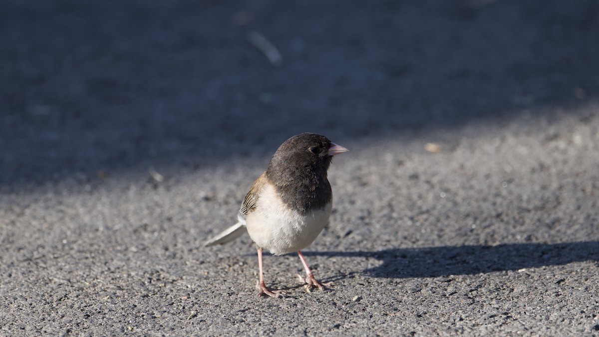 Junco Ojioscuro - ML620135577