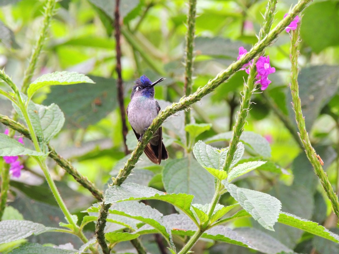 kolibřík fialovohlavý - ML620135579