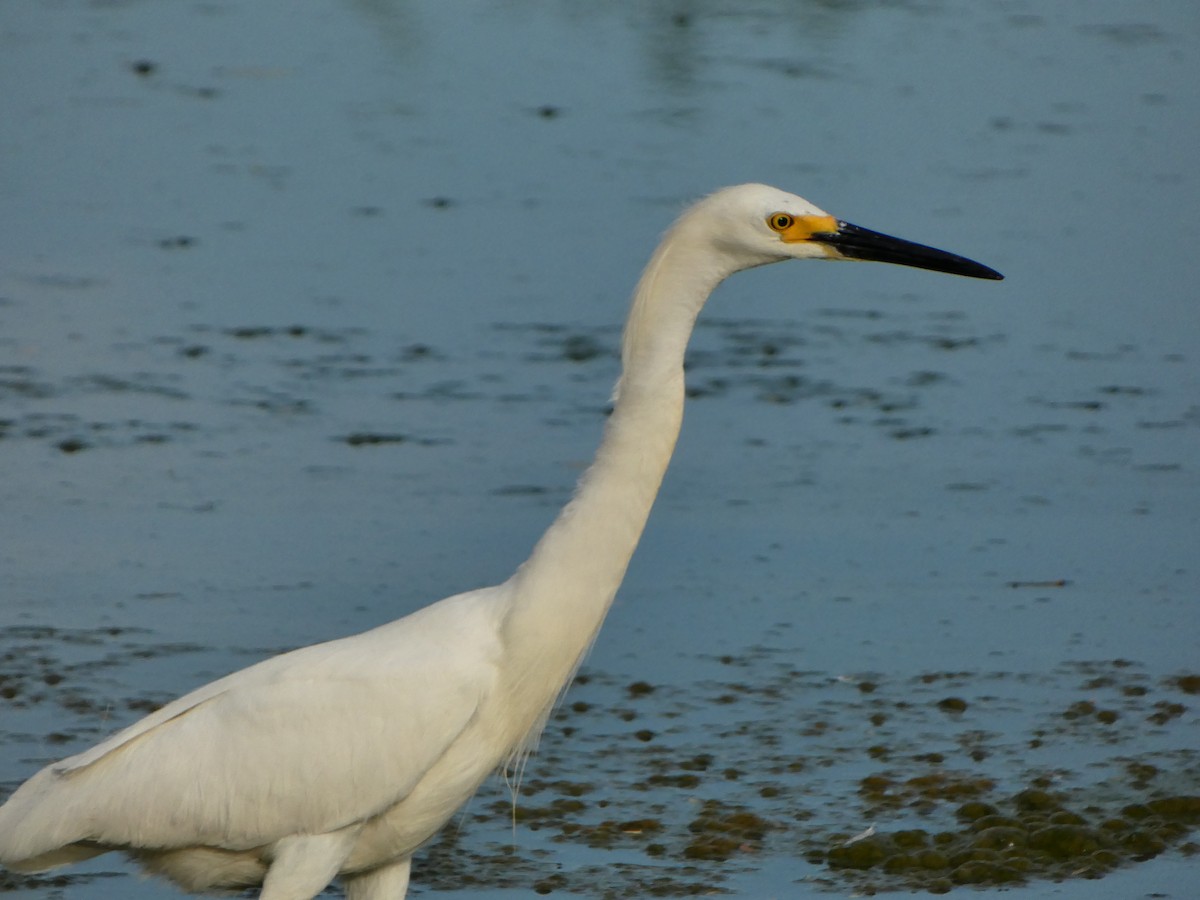 Snowy Egret - ML620135582