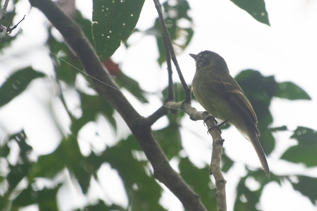 Sepia-capped Flycatcher - ML620135598