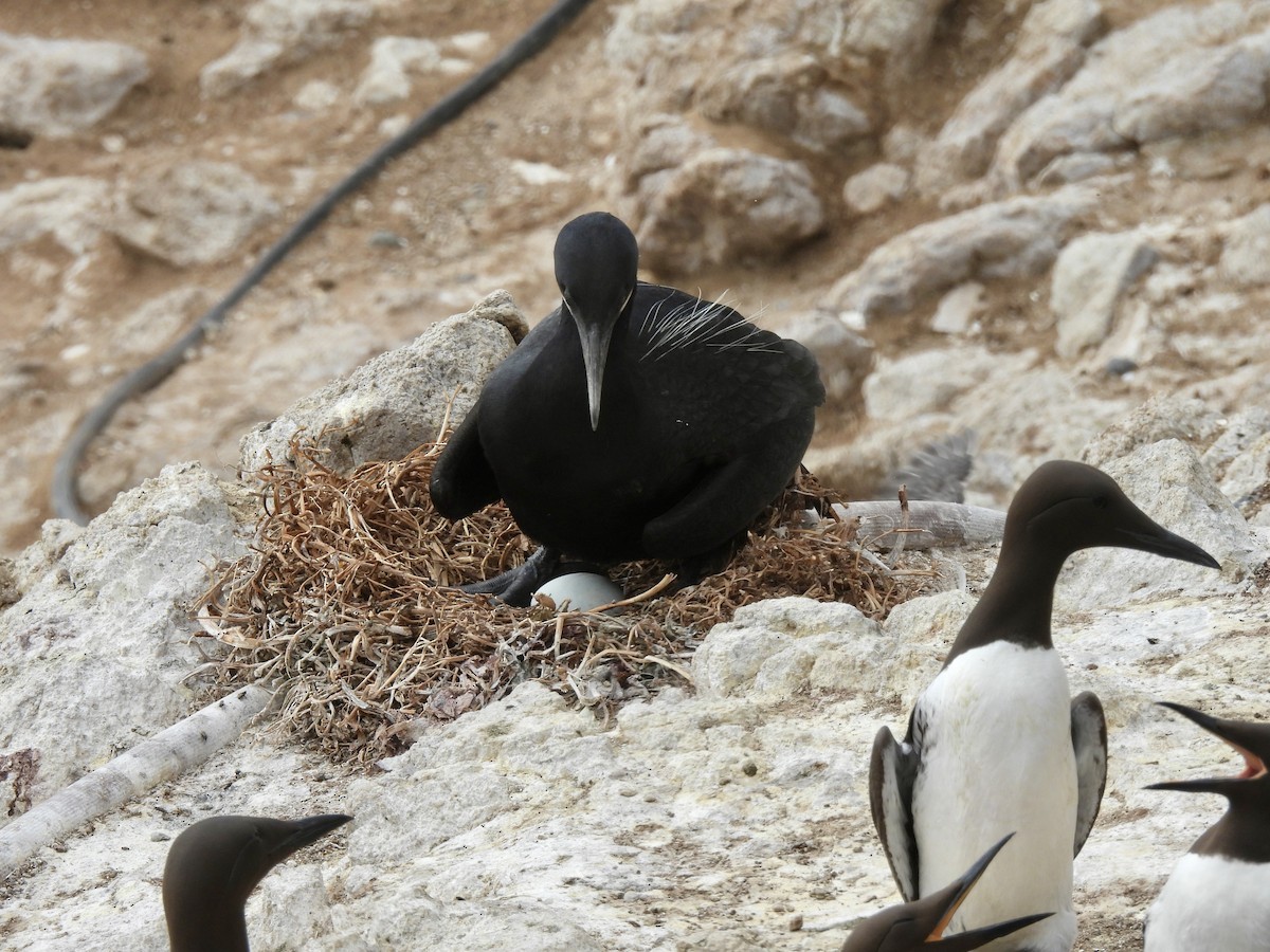 Brandt's Cormorant - ML620135610