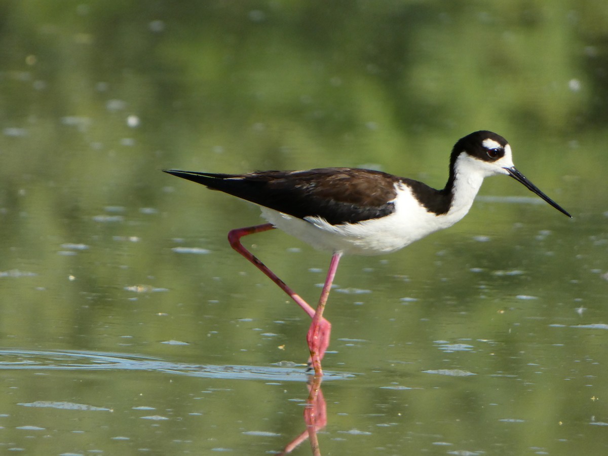 Black-necked Stilt - ML620135648