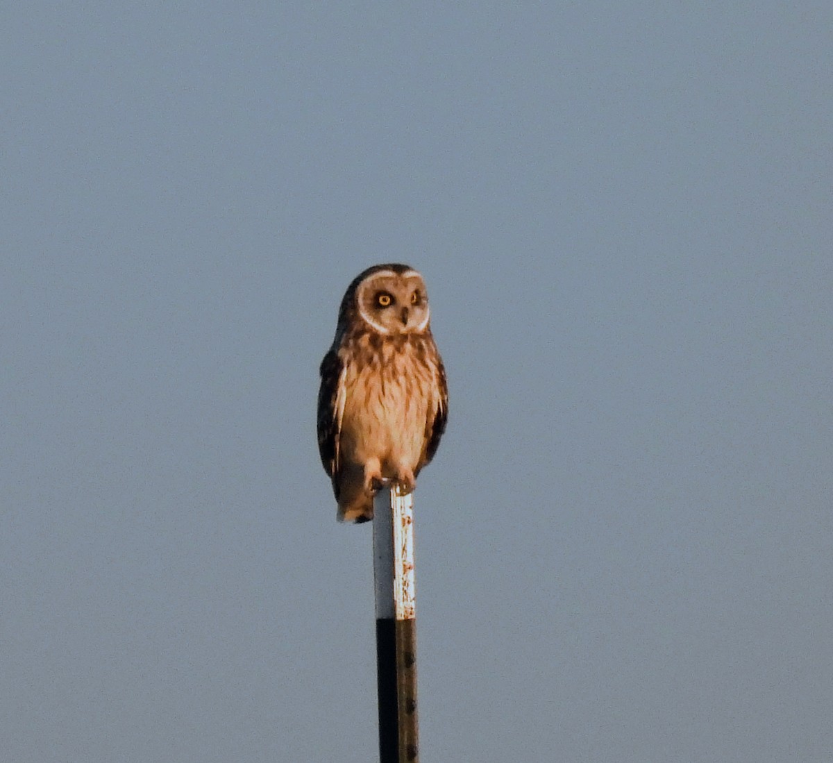 Short-eared Owl - ML620135659