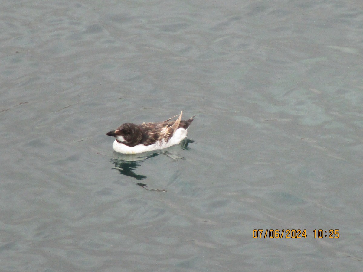 Razorbill - ML620135676