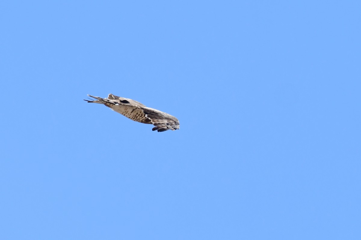 Short-toed Snake-Eagle - ML620135684