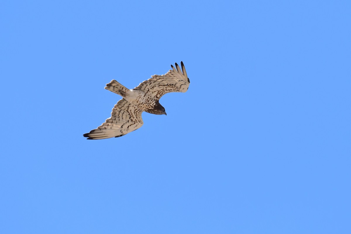 Short-toed Snake-Eagle - ML620135691