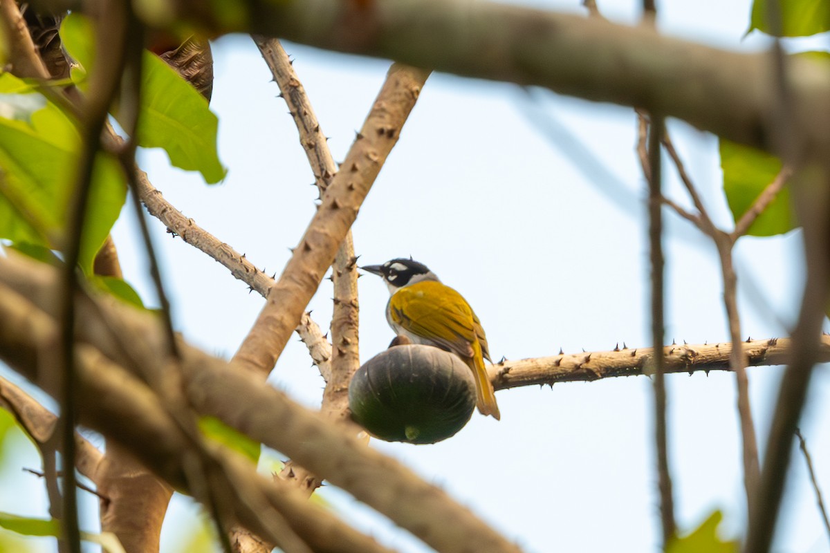 Black-crowned Palm-Tanager - ML620135705