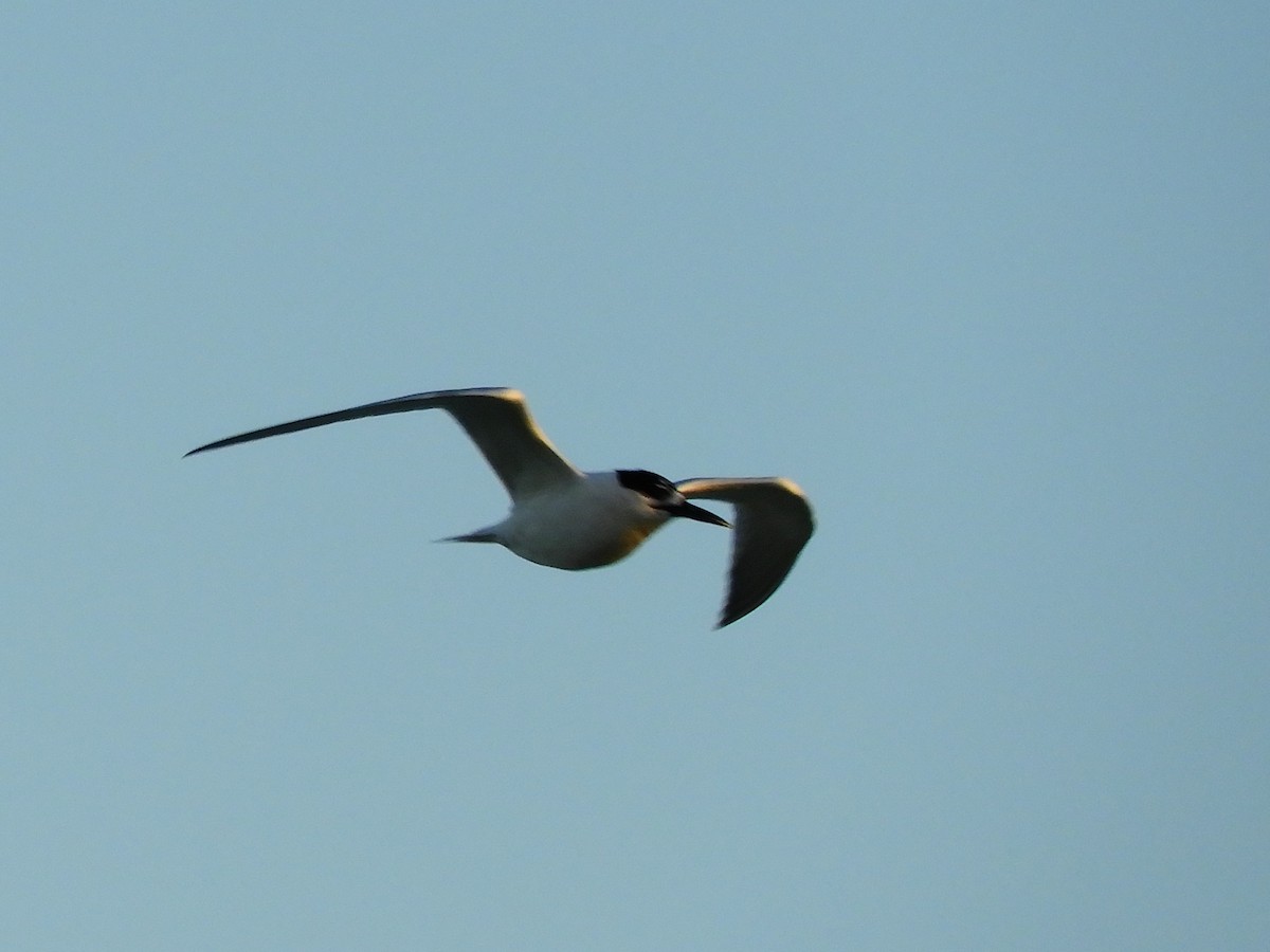 Sandwich Tern - ML620135708