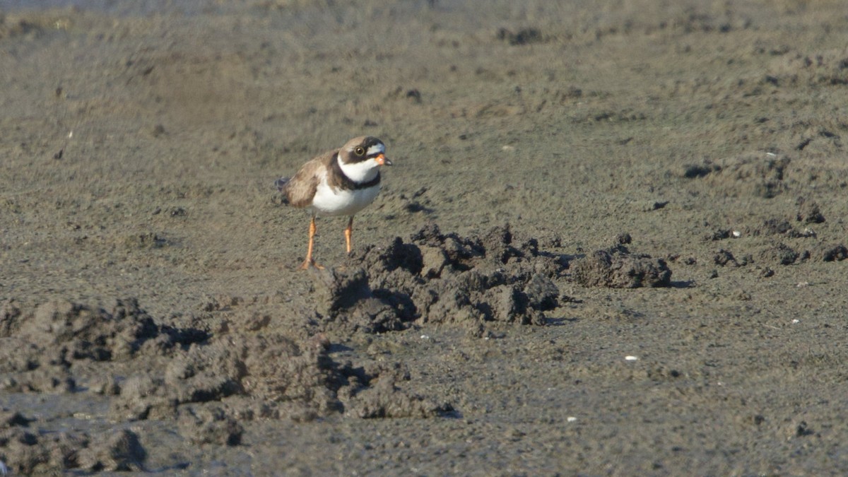 Semipalmated Plover - ML620135711