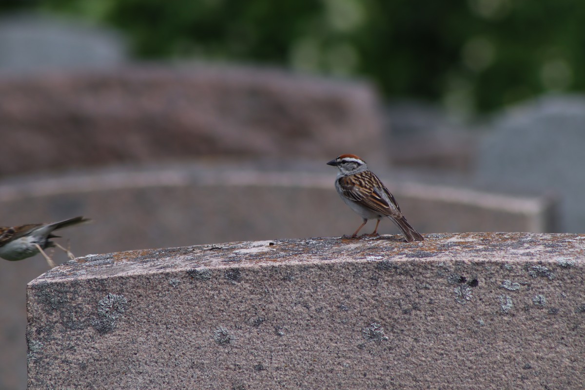 Chipping Sparrow - ML620135714
