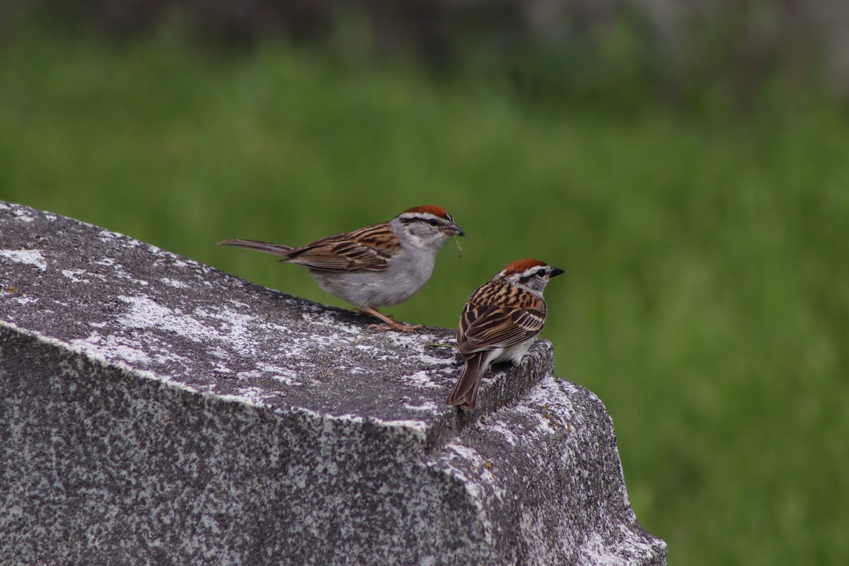 Chipping Sparrow - ML620135715