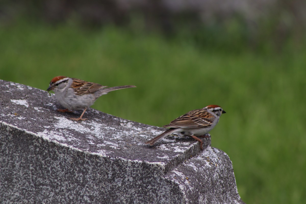 Chipping Sparrow - ML620135716
