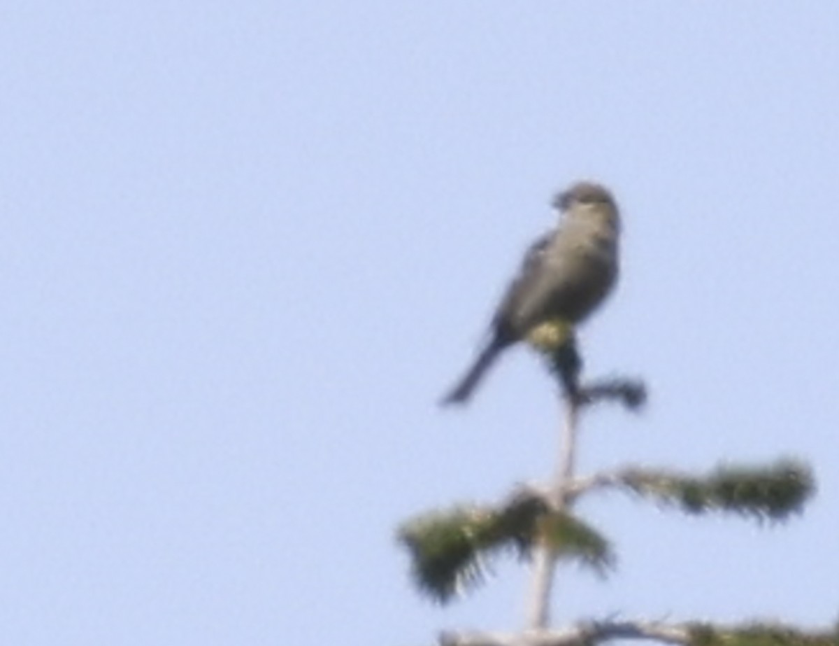 Pine Grosbeak - ML620135722