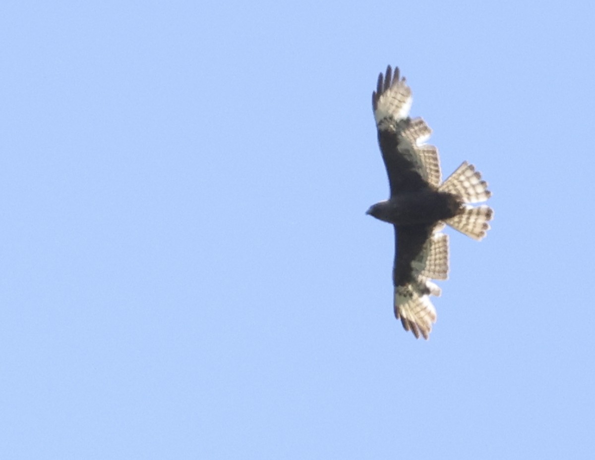 Broad-winged Hawk - ML620135732