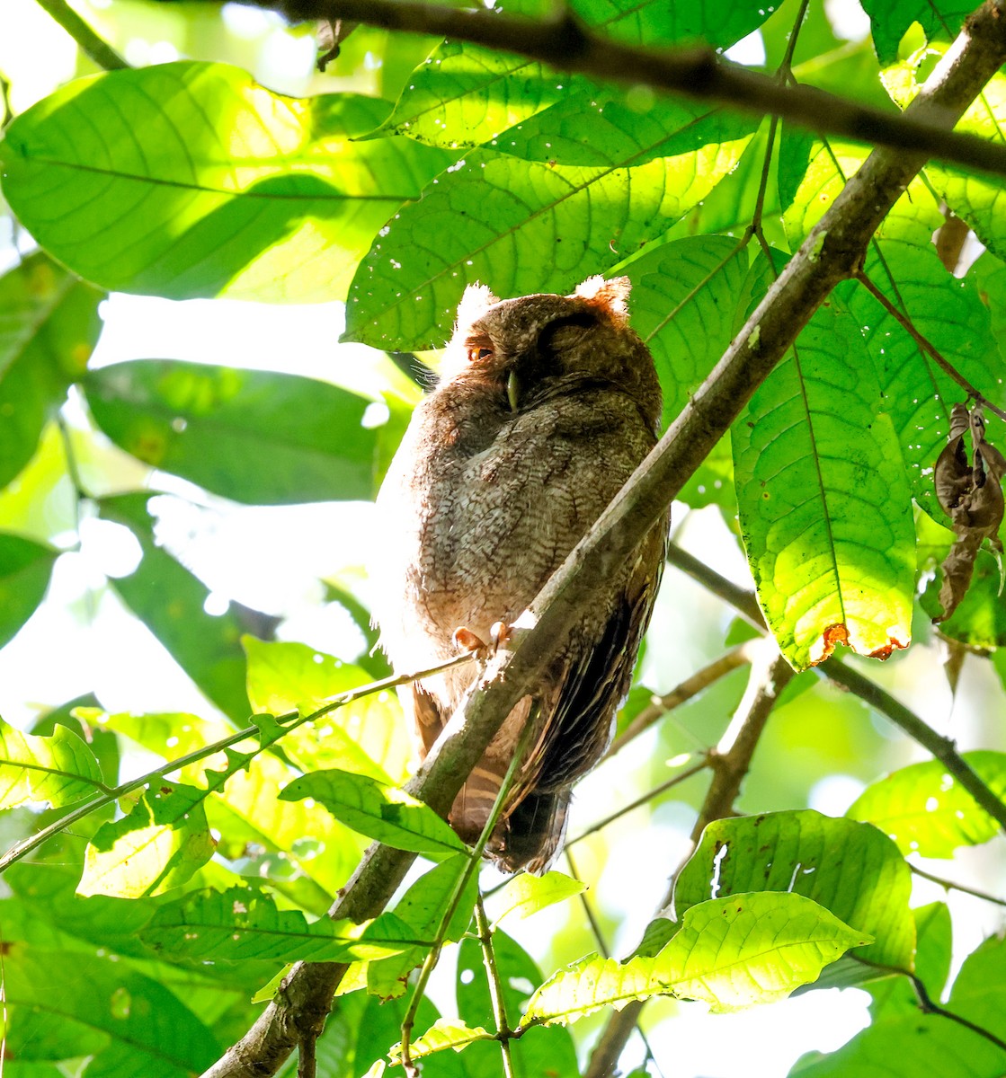 Middle American Screech-Owl - ML620135742