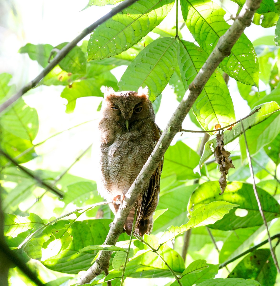 Middle American Screech-Owl - ML620135743